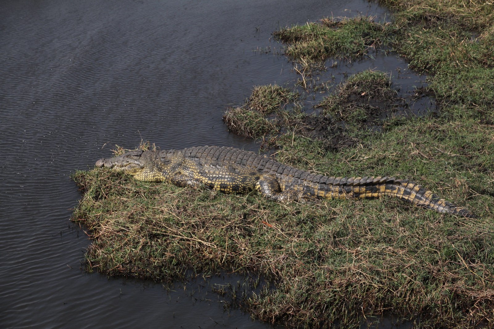 Chobe N.P. : Nijlkrokodil (Crocodylus Niloticus)
