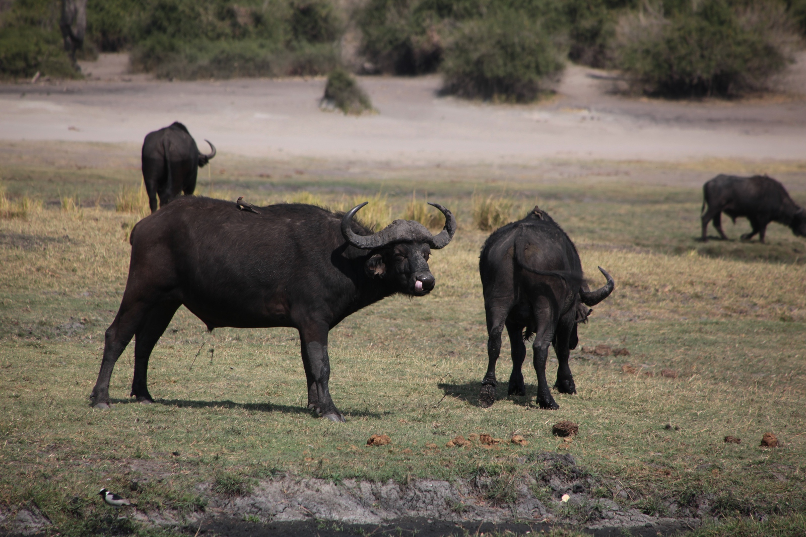 Chobe N.P. : Afrikaanse buffel (Syncerus Caffer)