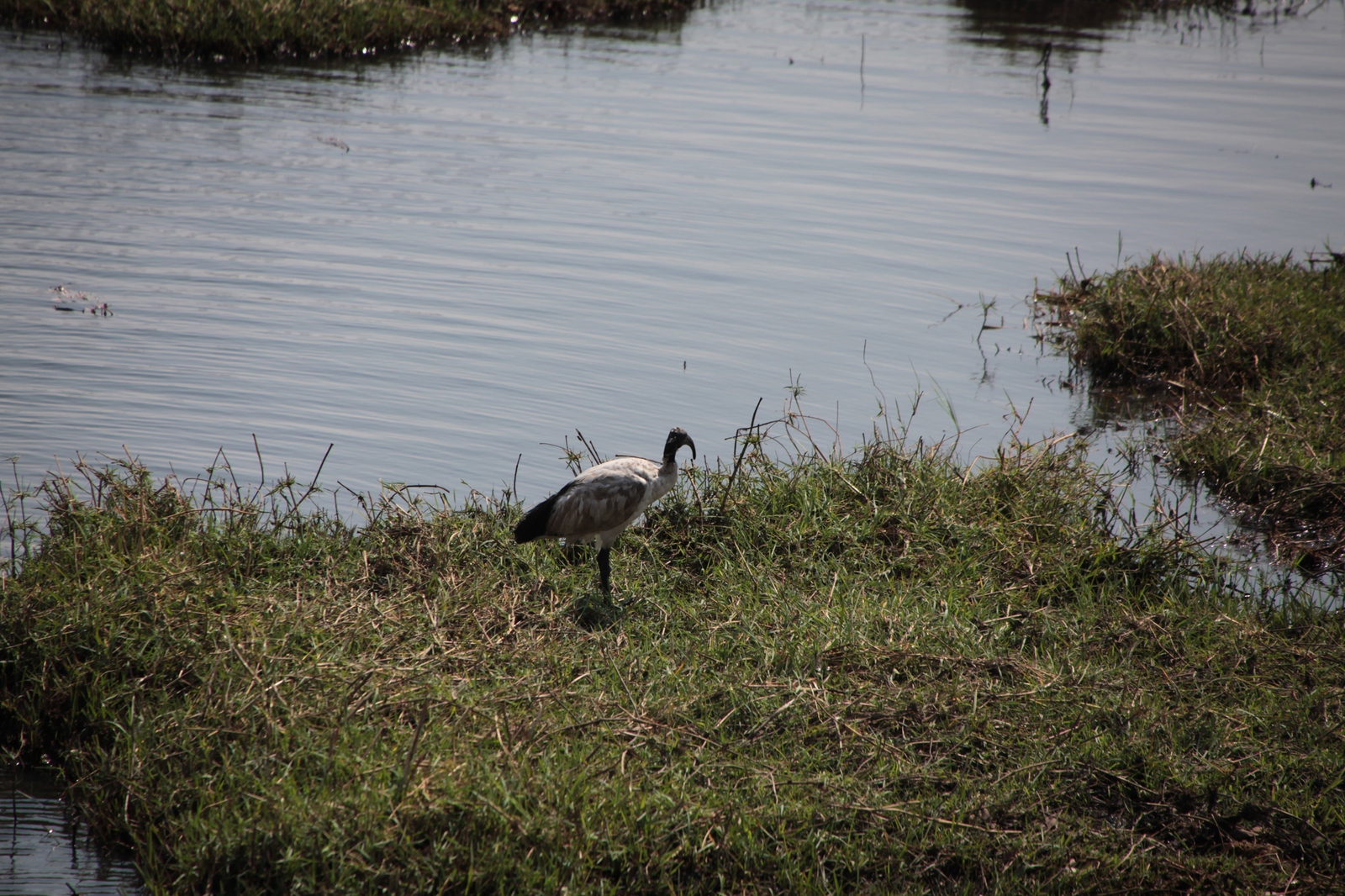Chobe N.P. : Heilige ibis (Threskiornis Aethiopicus)
