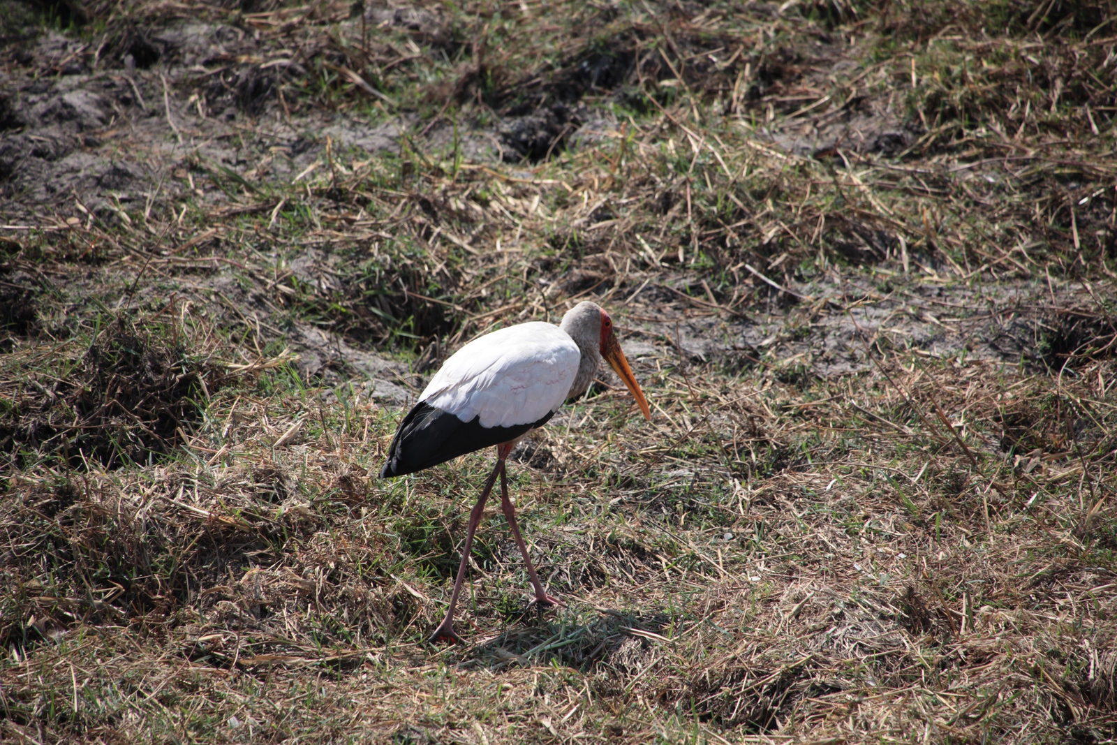 Chobe N.P. : Afrikaanse Nimmerzat (Mycteria ibis)