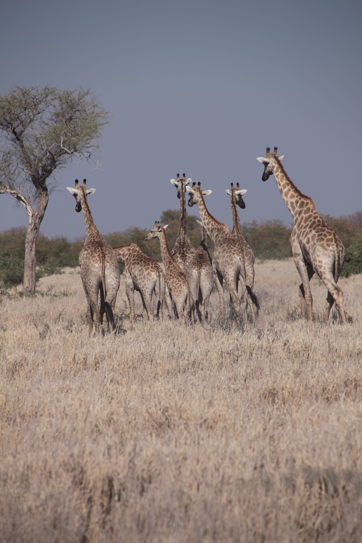Savuti: Noordelijke giraffe (Giraffa Camelopardalis)