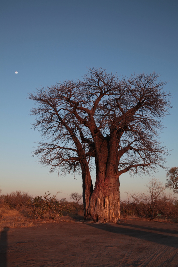 Savuti: Baobab