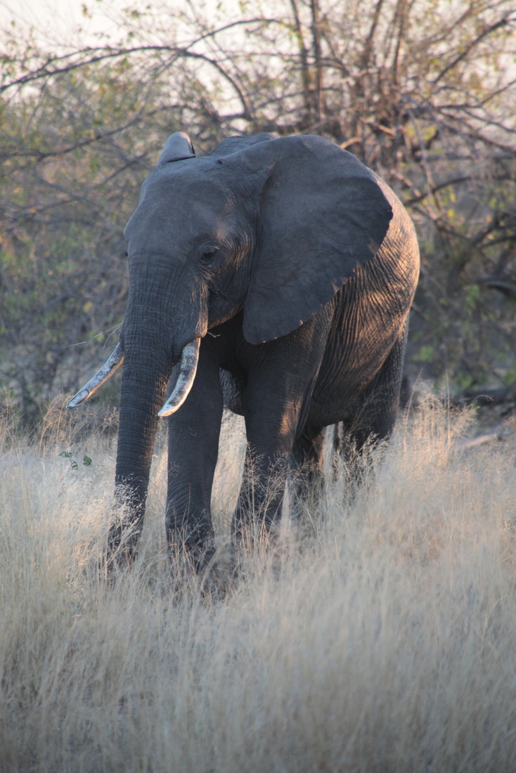 Savuti: Savanneolifant (Loxodonta Africana)