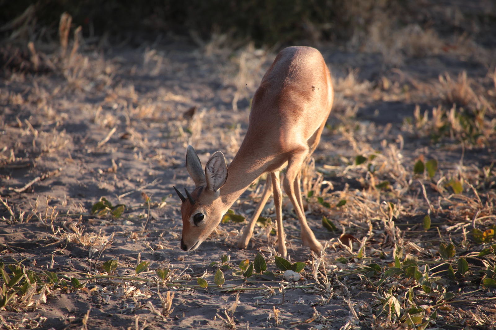 Savuti: Steenbokantilope (Raphicerus Campestris)