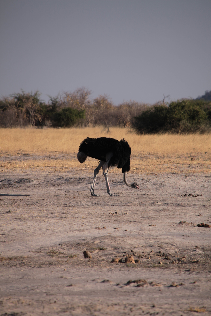 Savuti: Struisvogel (Struthio Camelus)