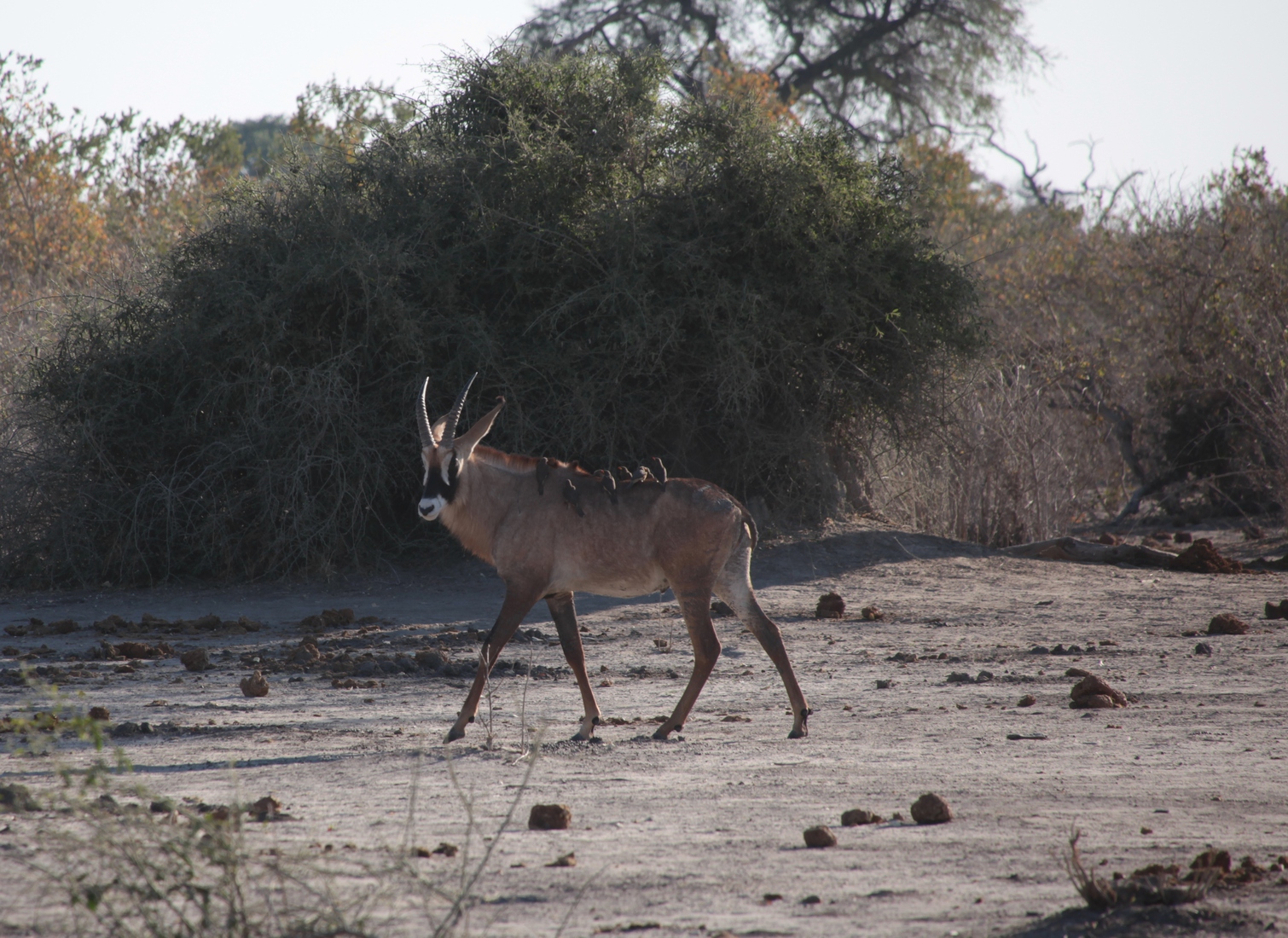 Savuti: Roanantilope (Hippotragus Equinus)