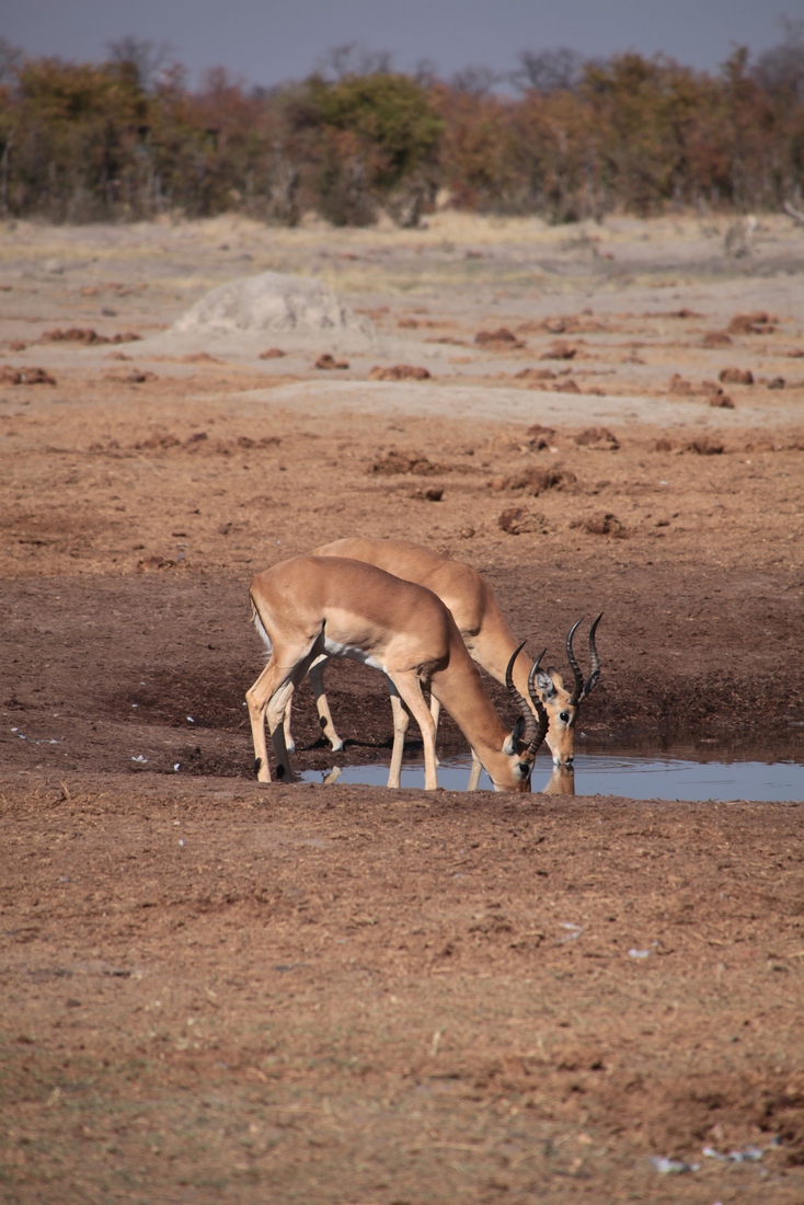 Savuti: Impala (Aepyceros Melampus)