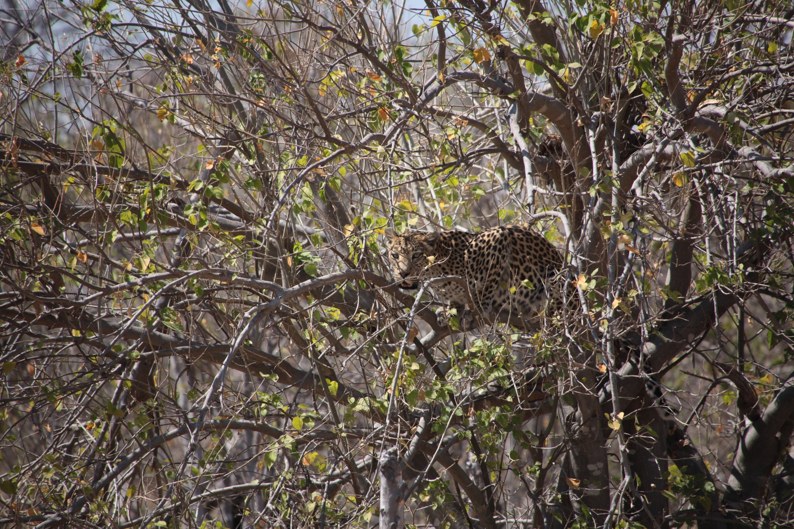 Khwai: Luipaard (Panthera Pardus)