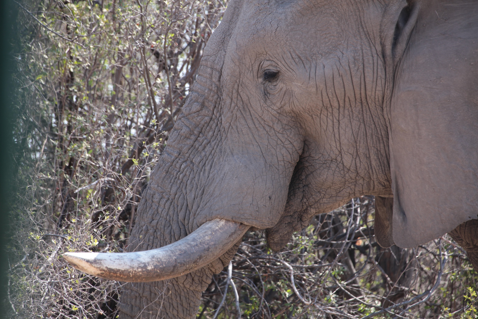 Khwai: Savanneolifant (Loxodonta Africana)