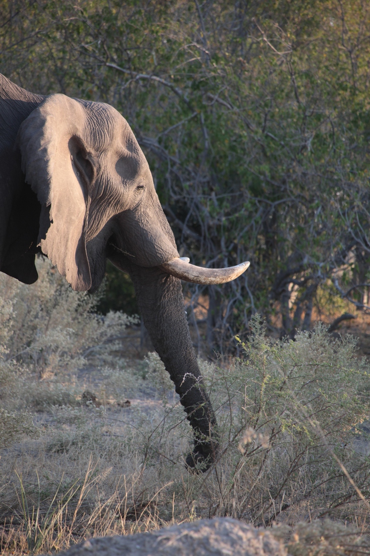 Moremi: Savanneolifant (Loxodonta Africana)