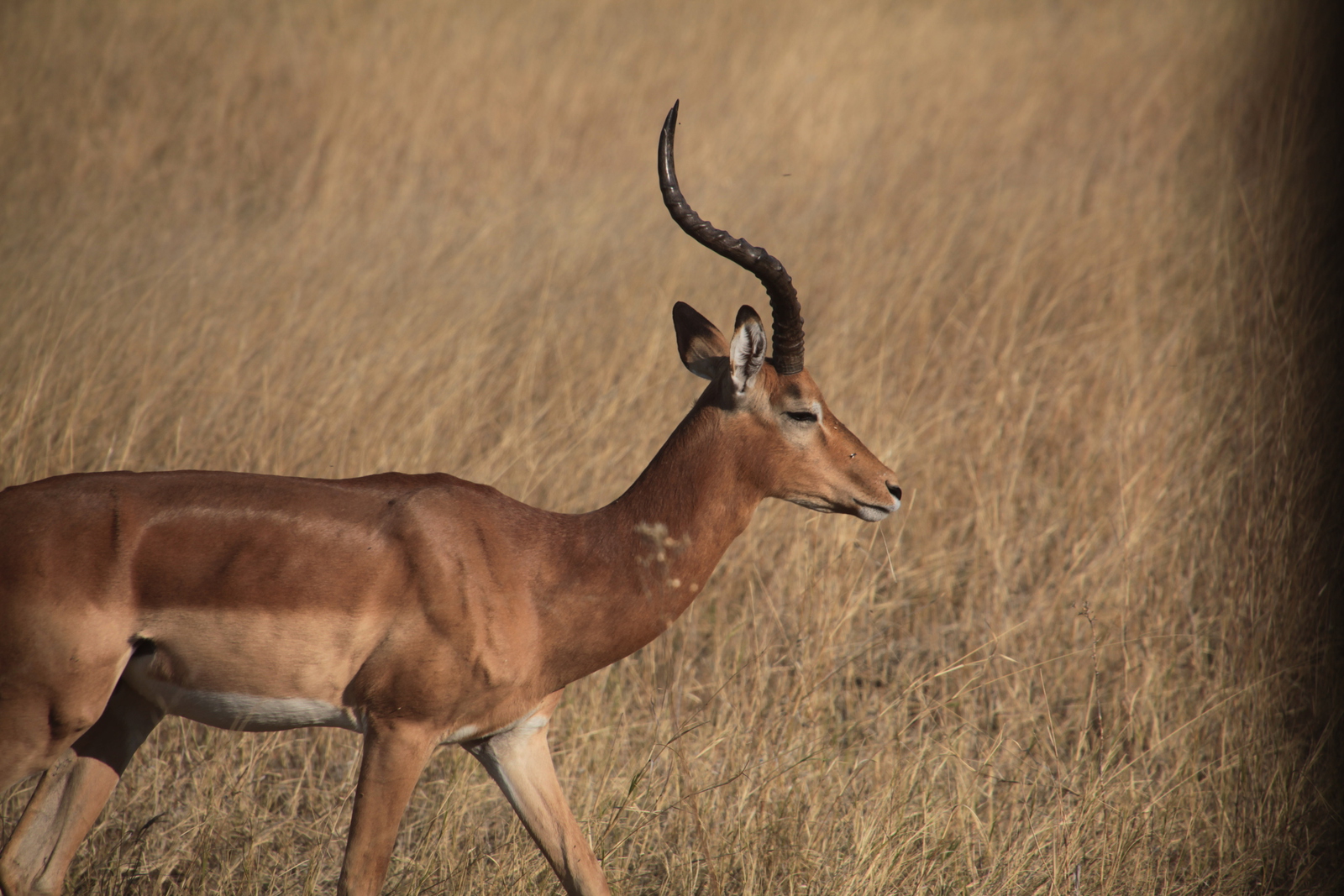 Moremi: Impala (Aepyceros Melampus)