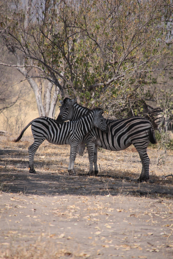 Moremi: Zebra (Equus Quagga)