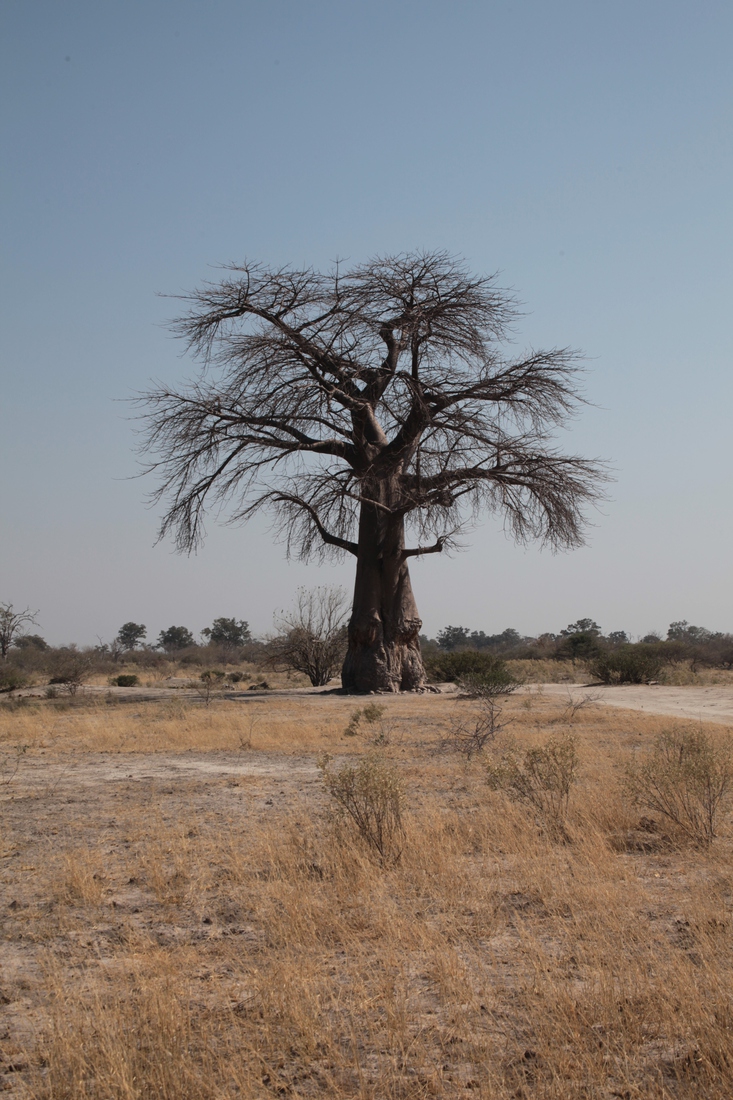 Moremi: Baobab