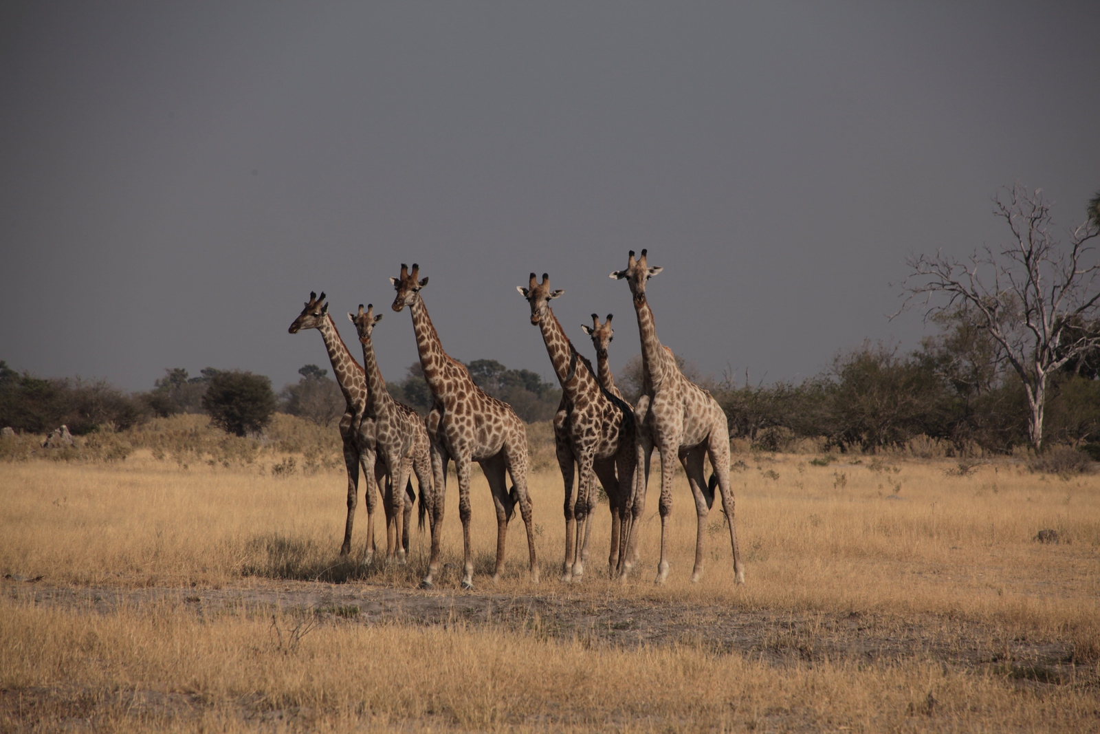 Moremi: Noordelijke giraffe (Giraffa Camelopardalis)