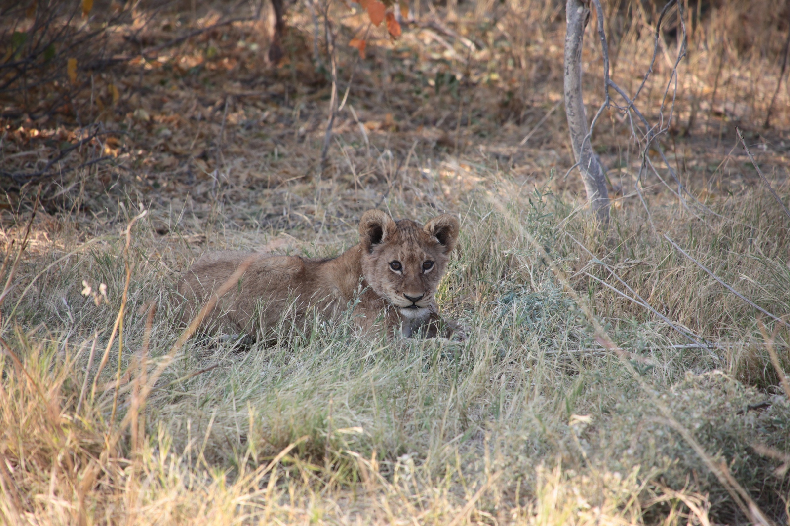 Moremi: Leeuw (Panthera Leo)