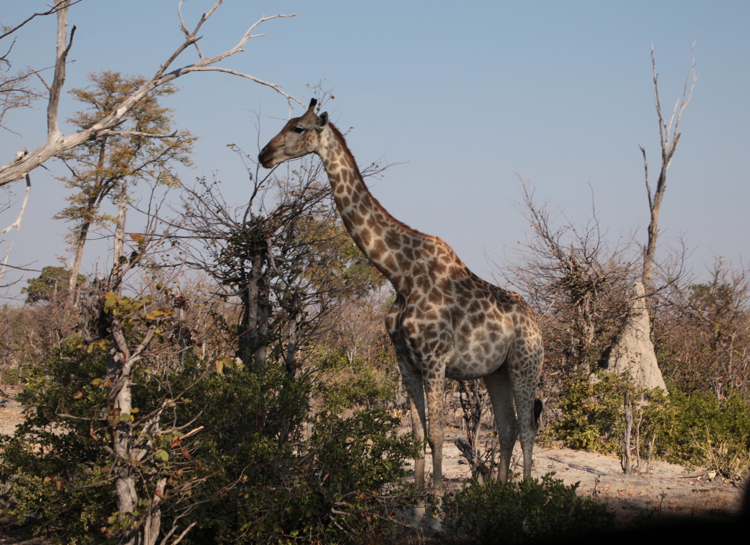 Moremi: Noordelijke giraffe (Giraffa Camelopardalis)