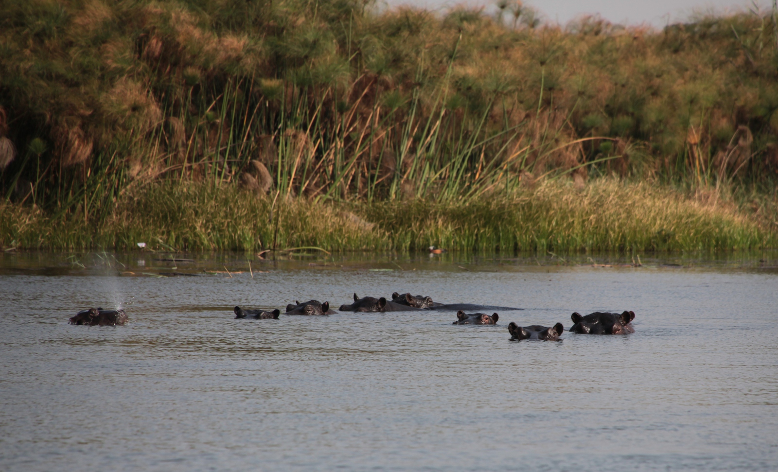 Inner Delta: Nijlpaard (Hippopotamus Amphibius)