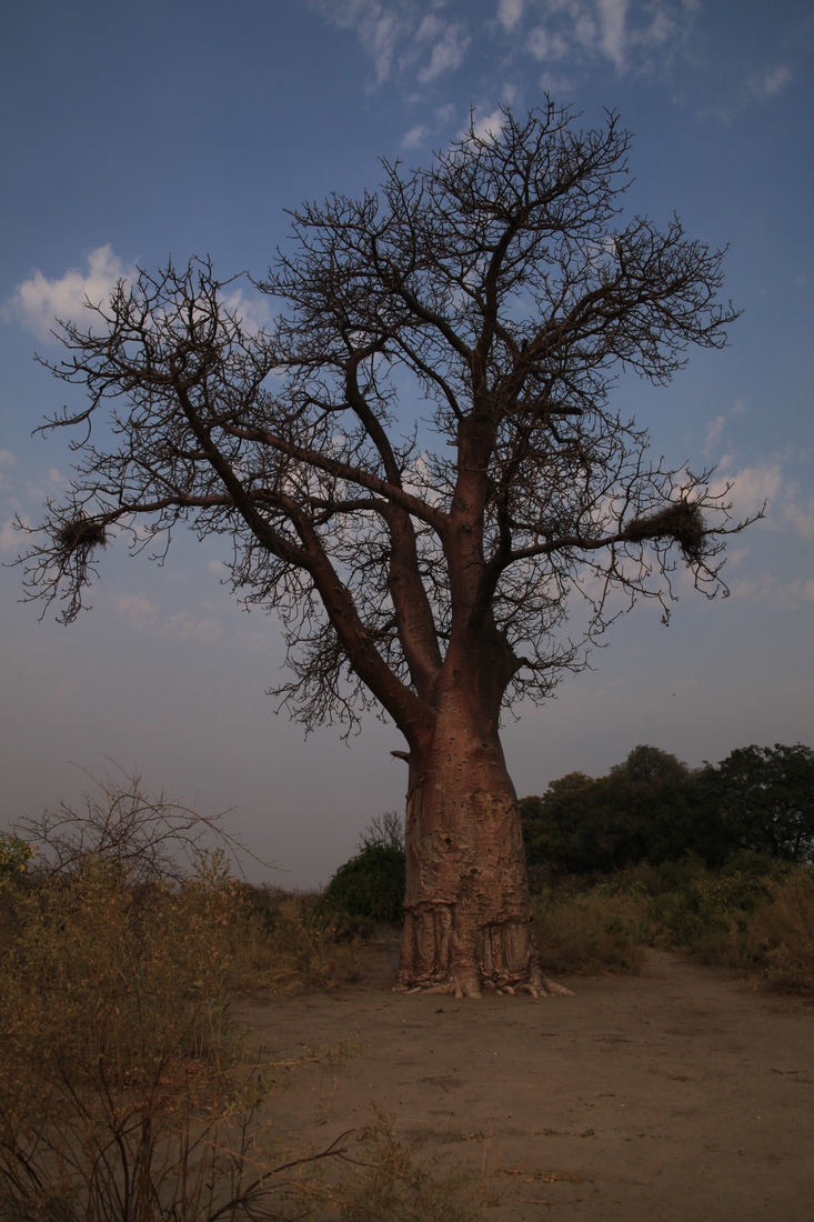 Inner Delta: Baobab