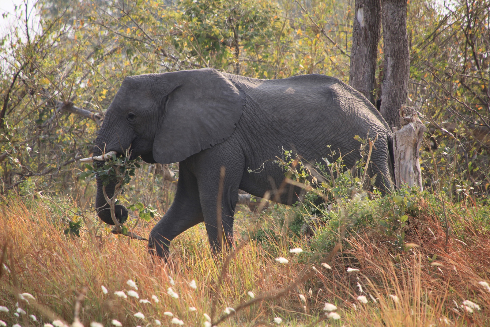 Inner Delta: Savanneolifant (Loxodonta Africana)