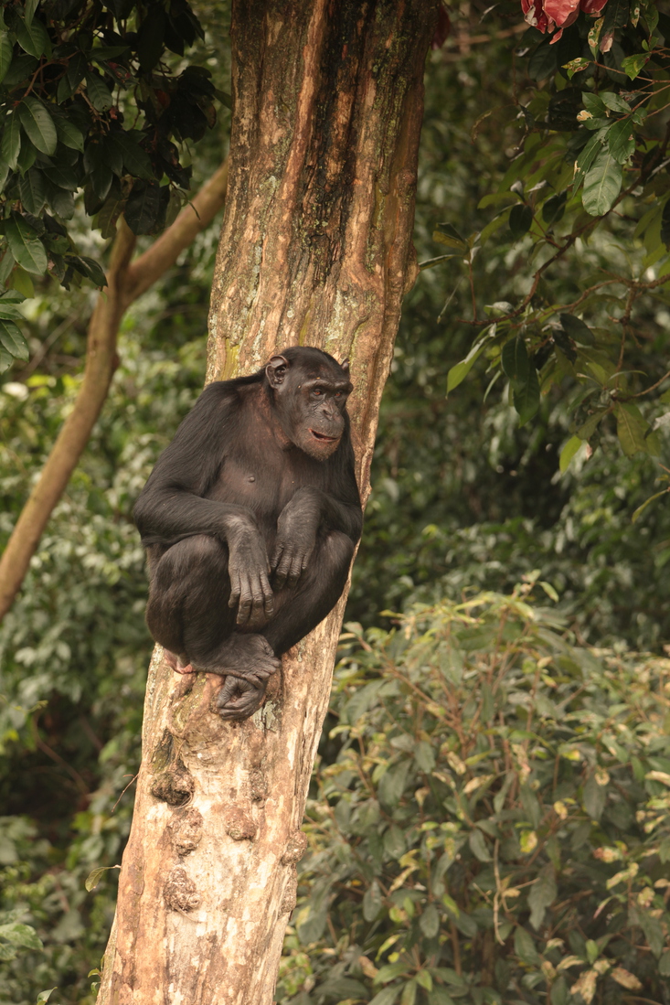 Ngamba Chimpanzee sanctuary: Chimpansee (Pan Troglodytes) 
