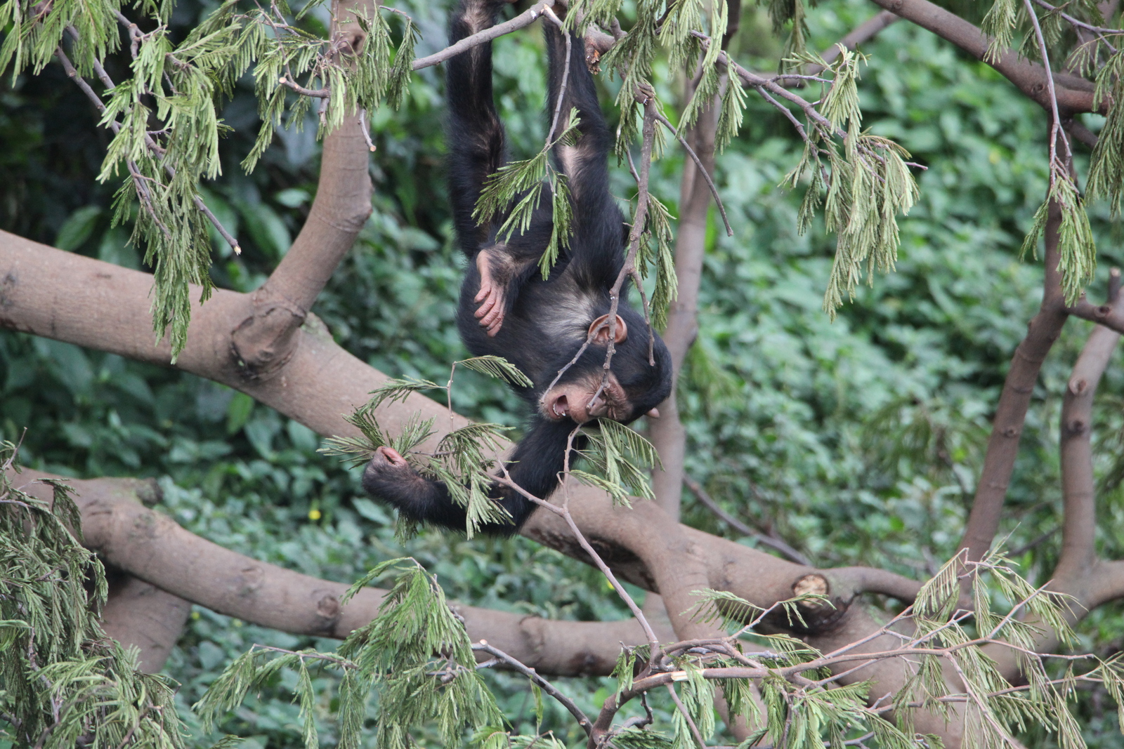 Ngamba Chimpanzee sanctuary: Chimpansee (Pan Troglodytes) 
