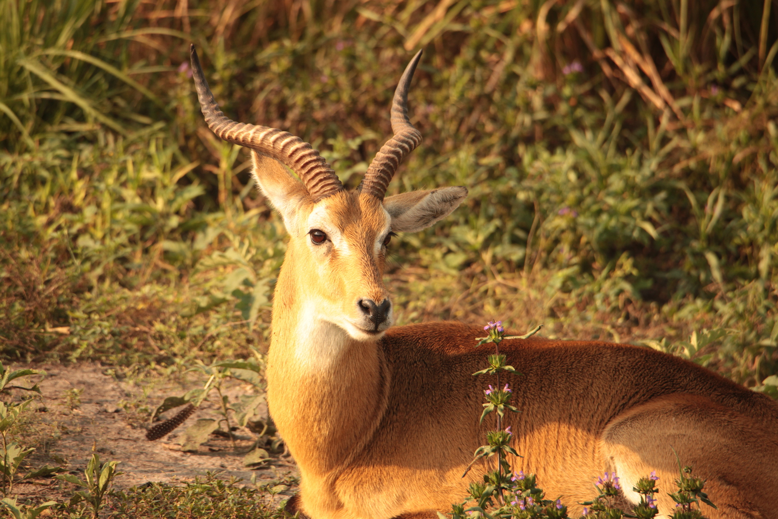 Murchison Falls National Park: Kob (Kobus Kob)