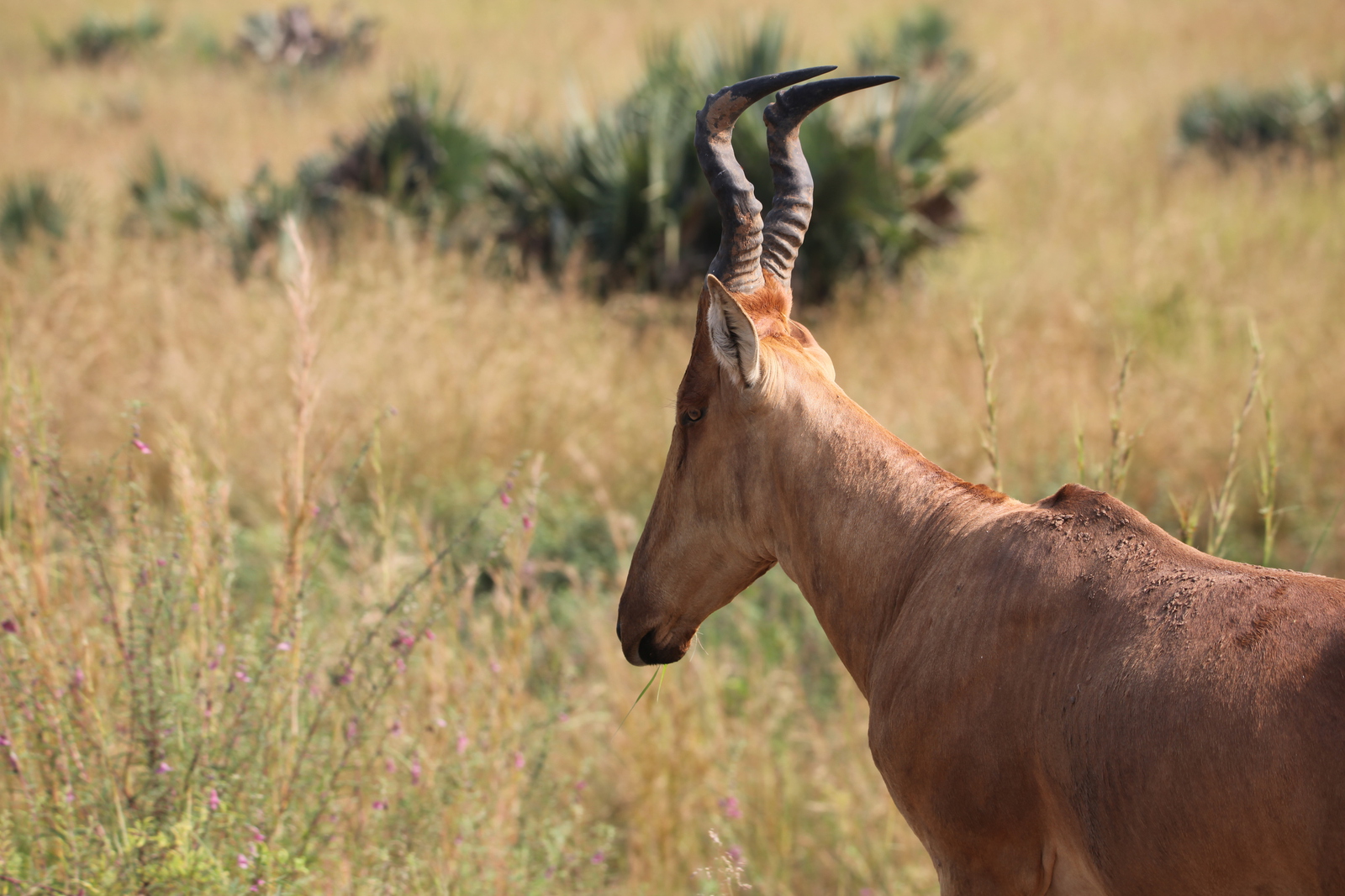 Murchison Falls National Park: Hartenbeest (Alcelaphus Buselaphus)