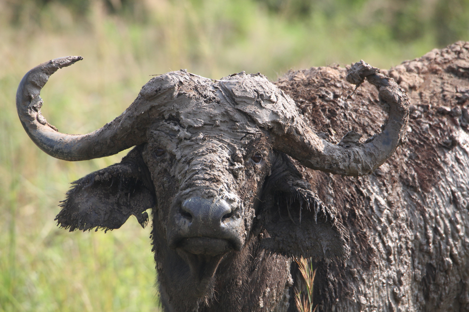 Murchison Falls National Park: Kafferbuffel (Syncerus Caffer)