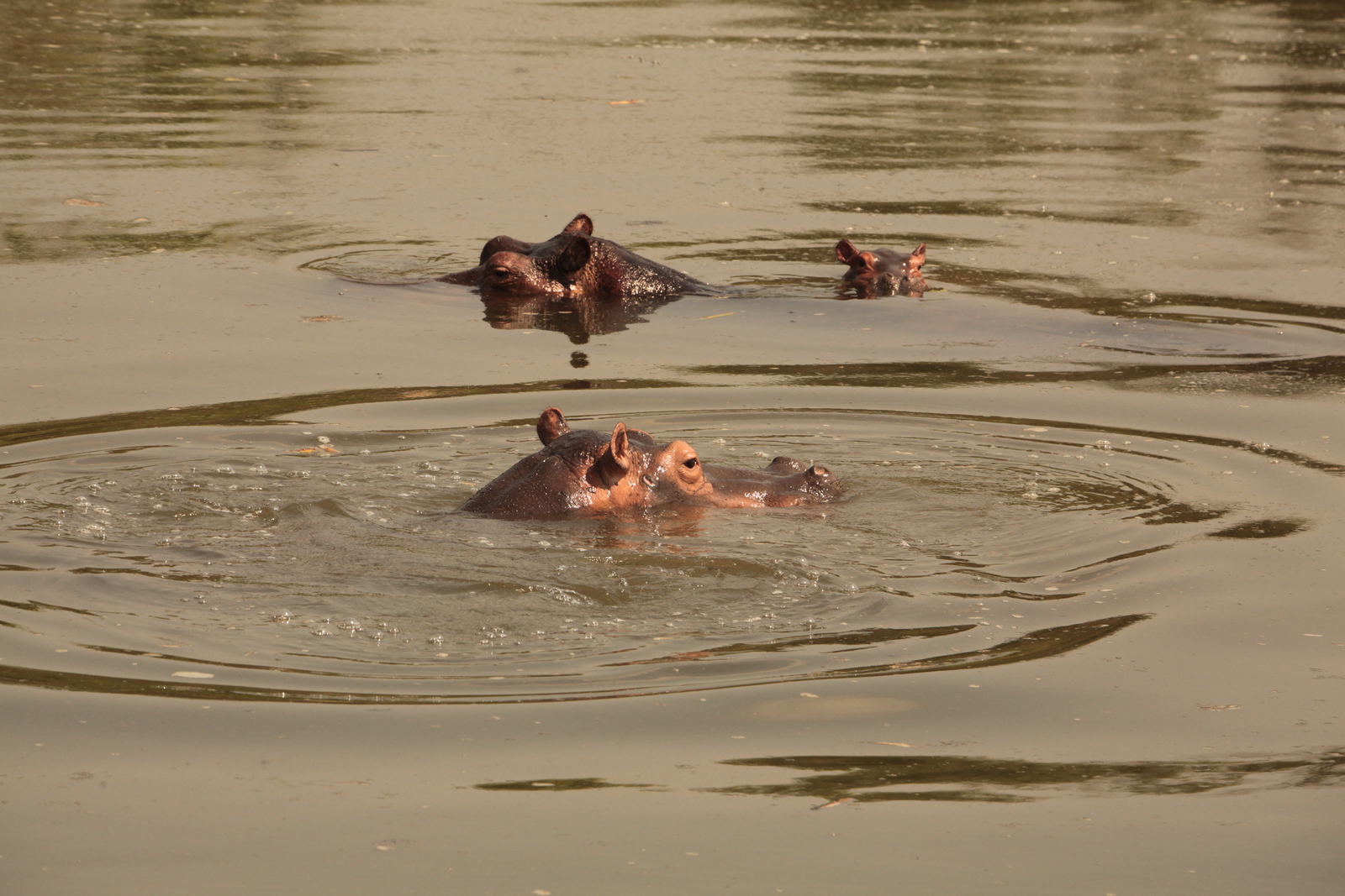 Murchison Falls National Park: Nijlpaard (Hippopotamus Amphibius)