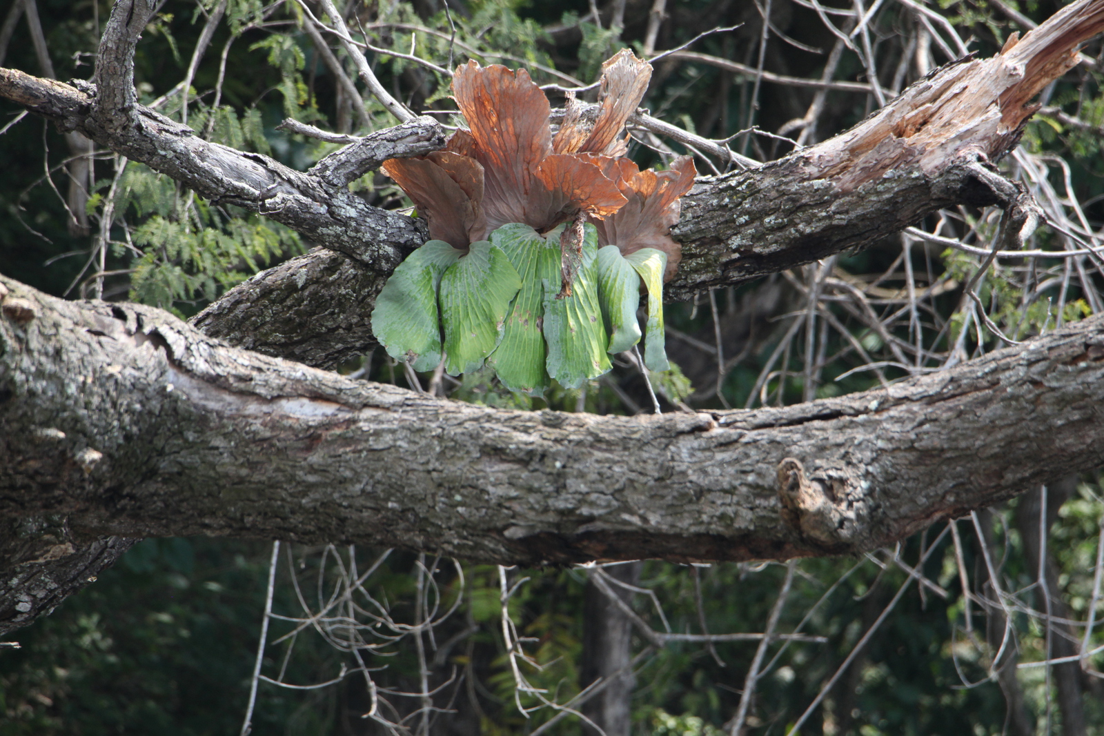 Murchison Falls National Park: Hertshoorn (Platycerium Stemaria)