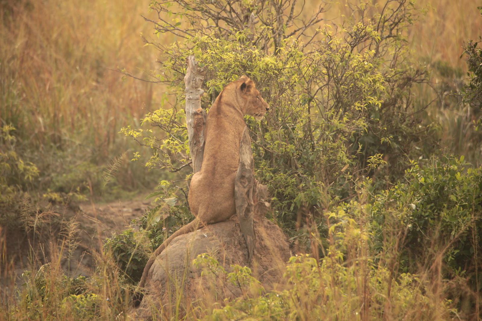Murchison Falls National Park: Leeuw (Panthera Leo Leo)