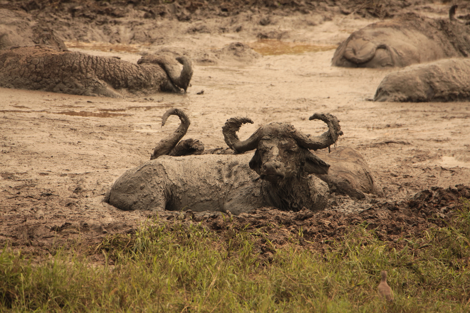 Murchison Falls National Park: Kafferbuffel (Syncerus Caffer)