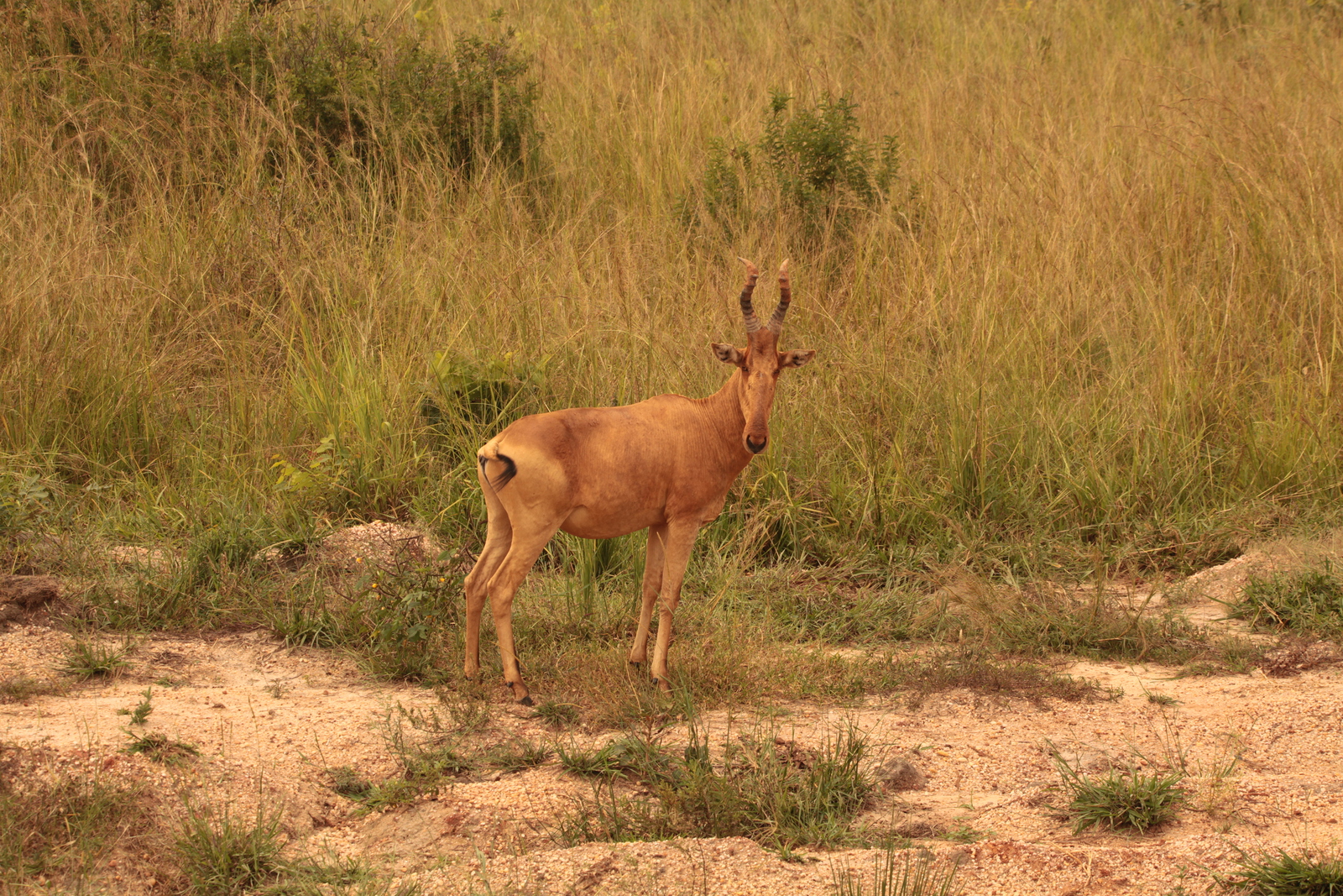 Murchison Falls National Park: Hartenbeest (Alcelaphus Buselaphus)