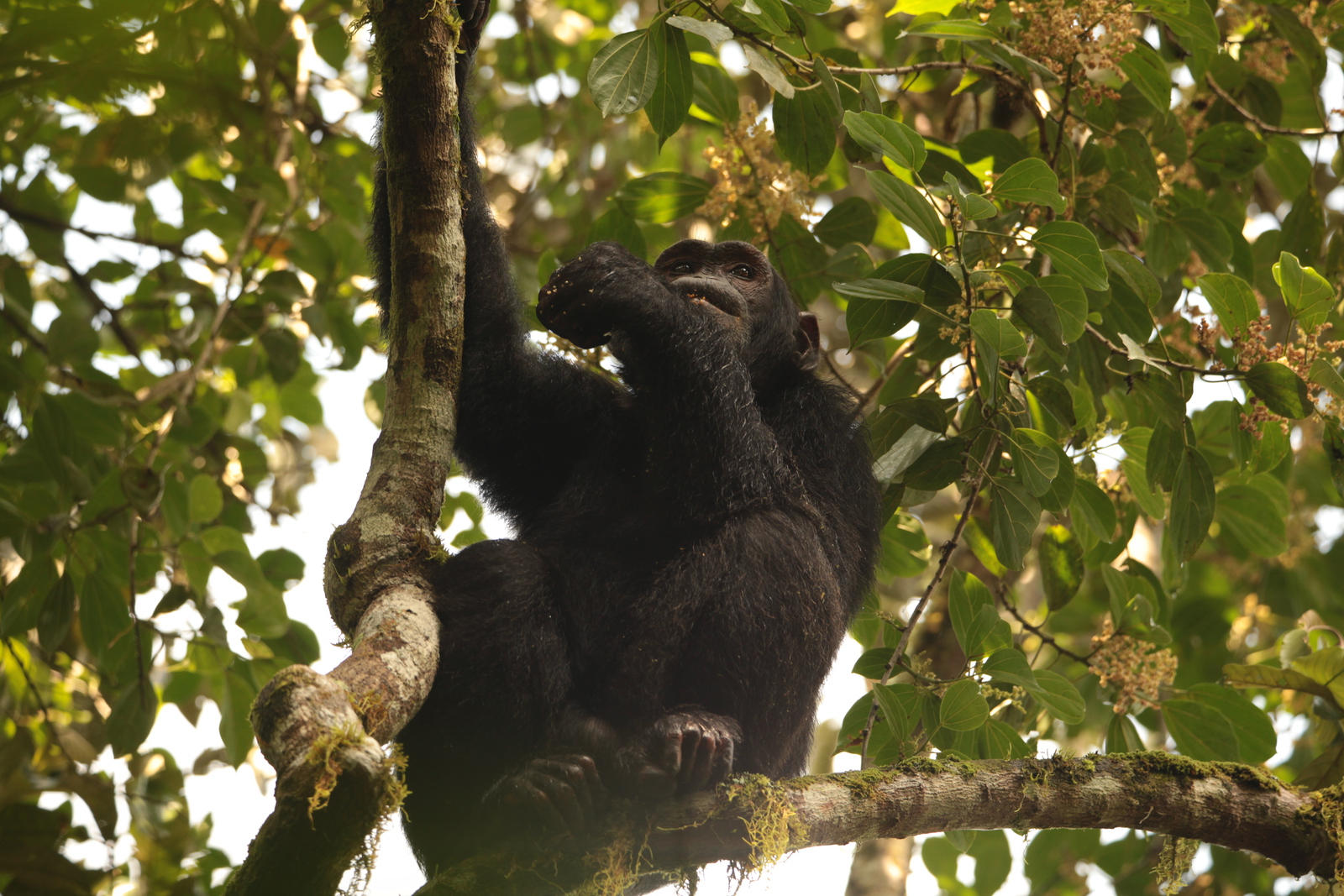 Kibale Forest: Chimpansee (Pan Troglodytes) 