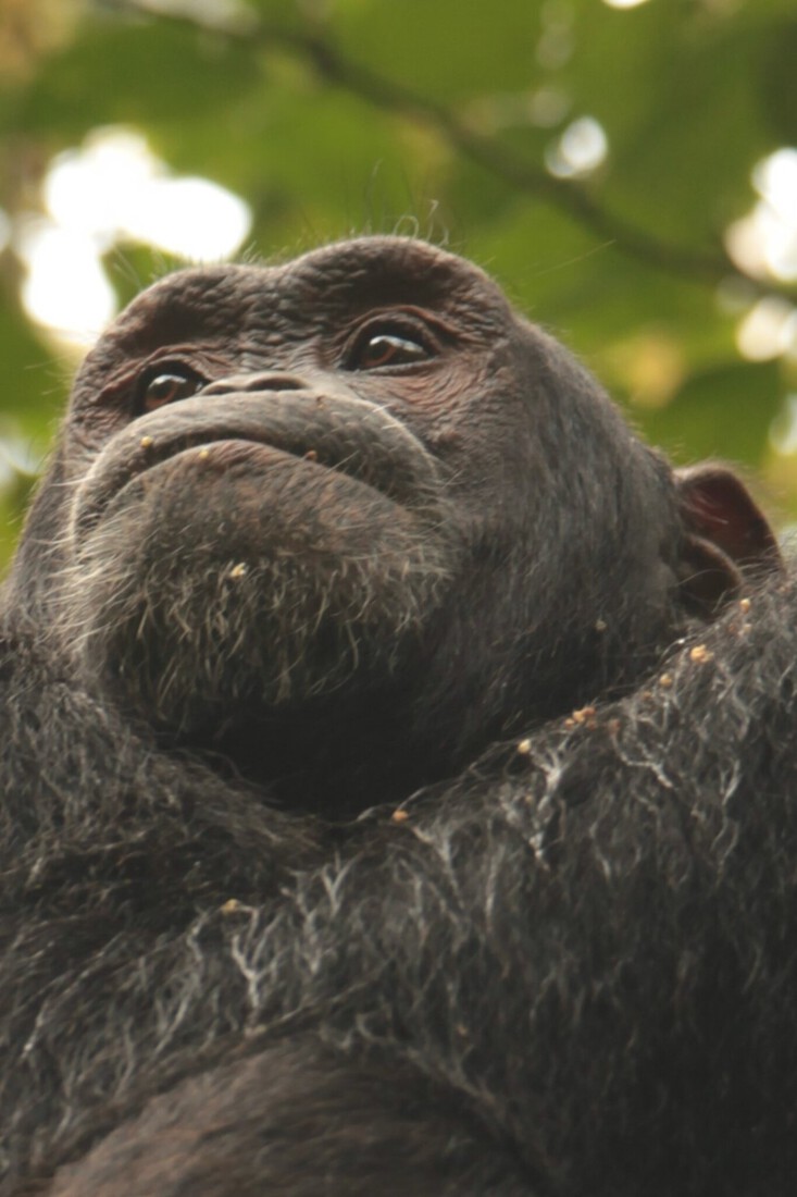 Kibale Forest: Chimpansee (Pan Troglodytes) 