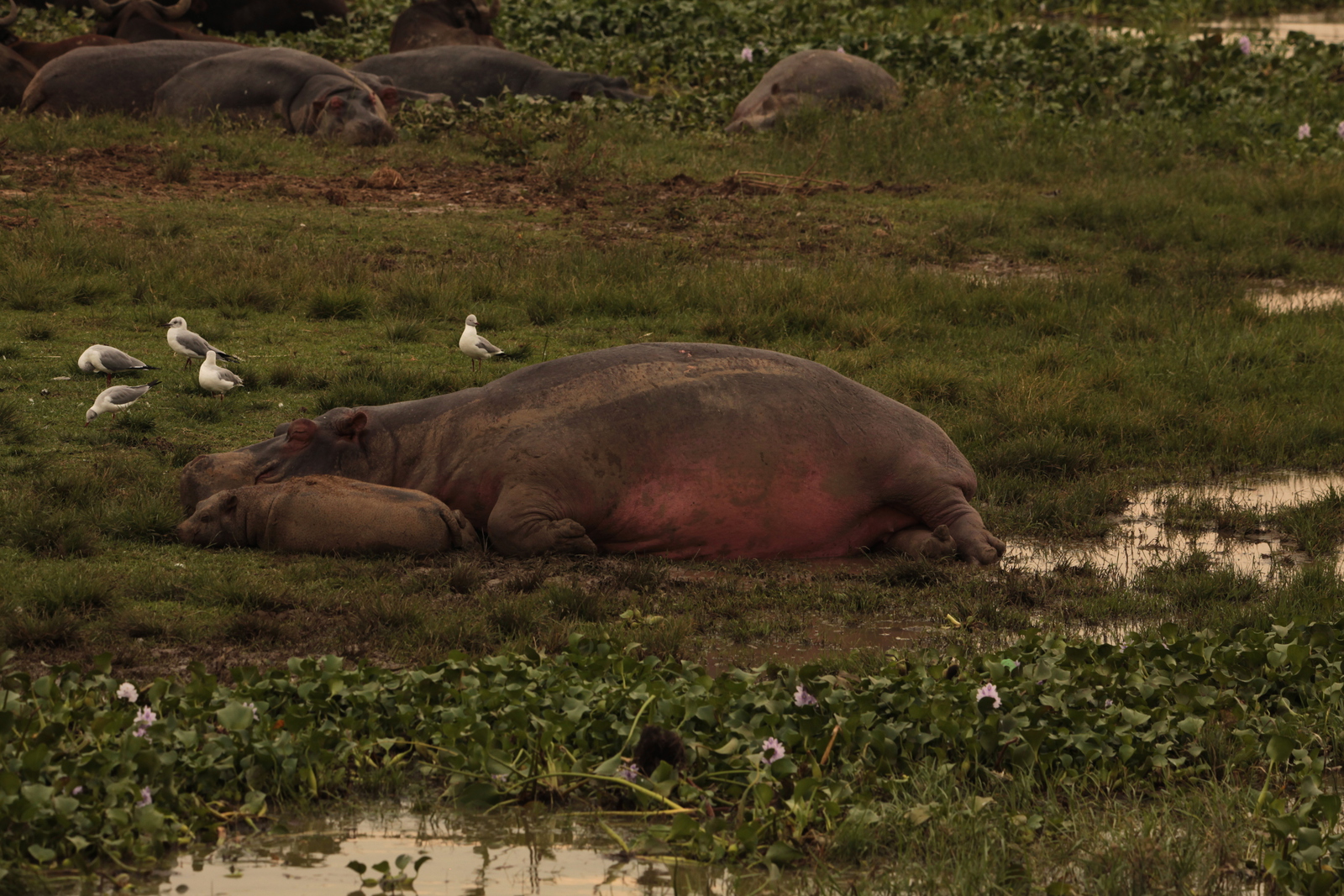 Queen Elizabeth National Park: Nijlpaard (Hippopotamus Amphibius)
