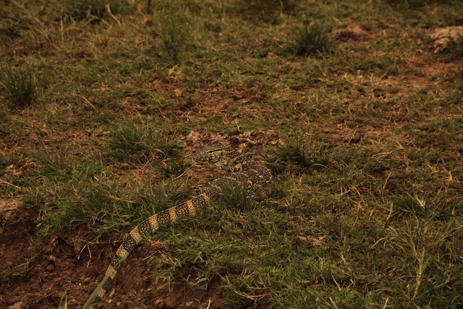 Queen Elizabeth National Park: Nijlvaraan (Varanus Niloticus)