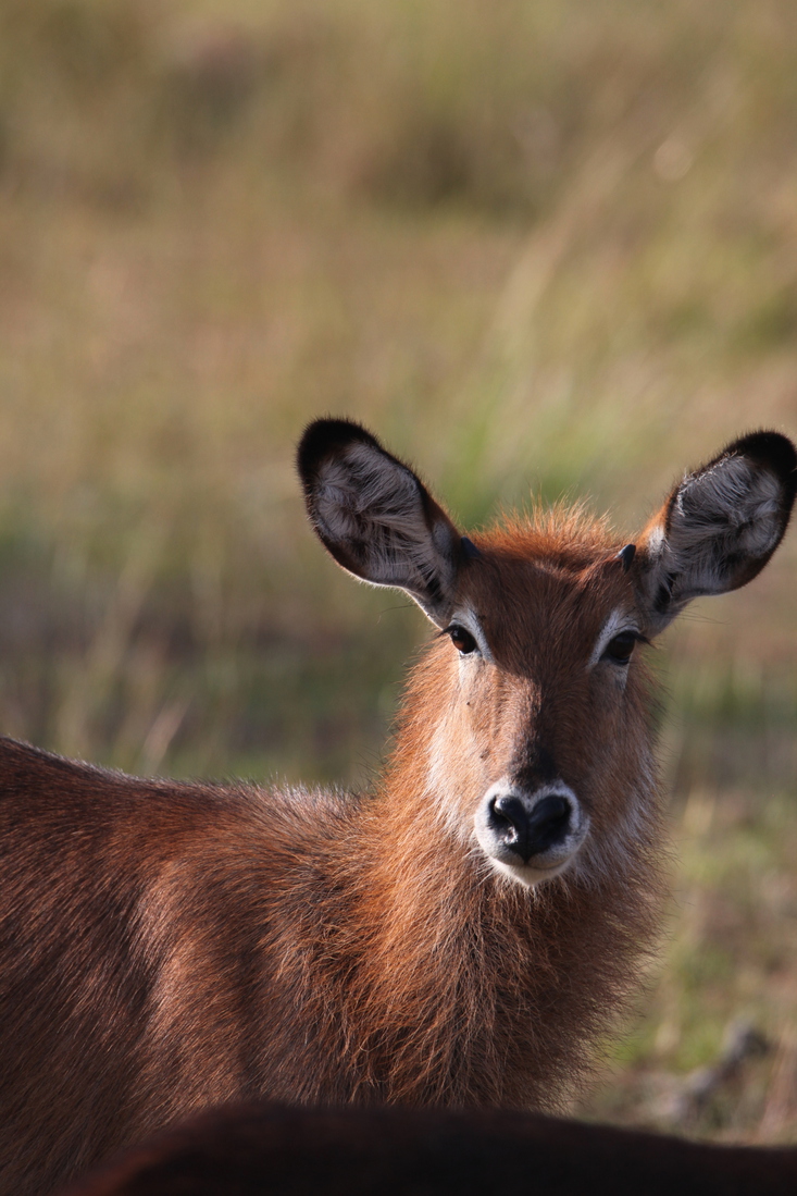 Queen Elizabeth National Park: Dafassa Waterbok (Kobus Ellipsiprymnus Deafassa)