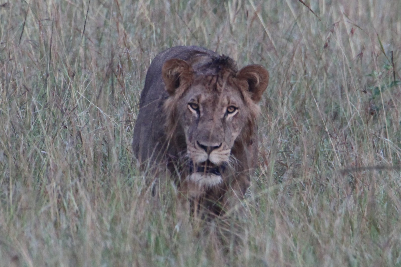 Queen Elizabeth National Park: Leeuw (Panthera Leo Leo)