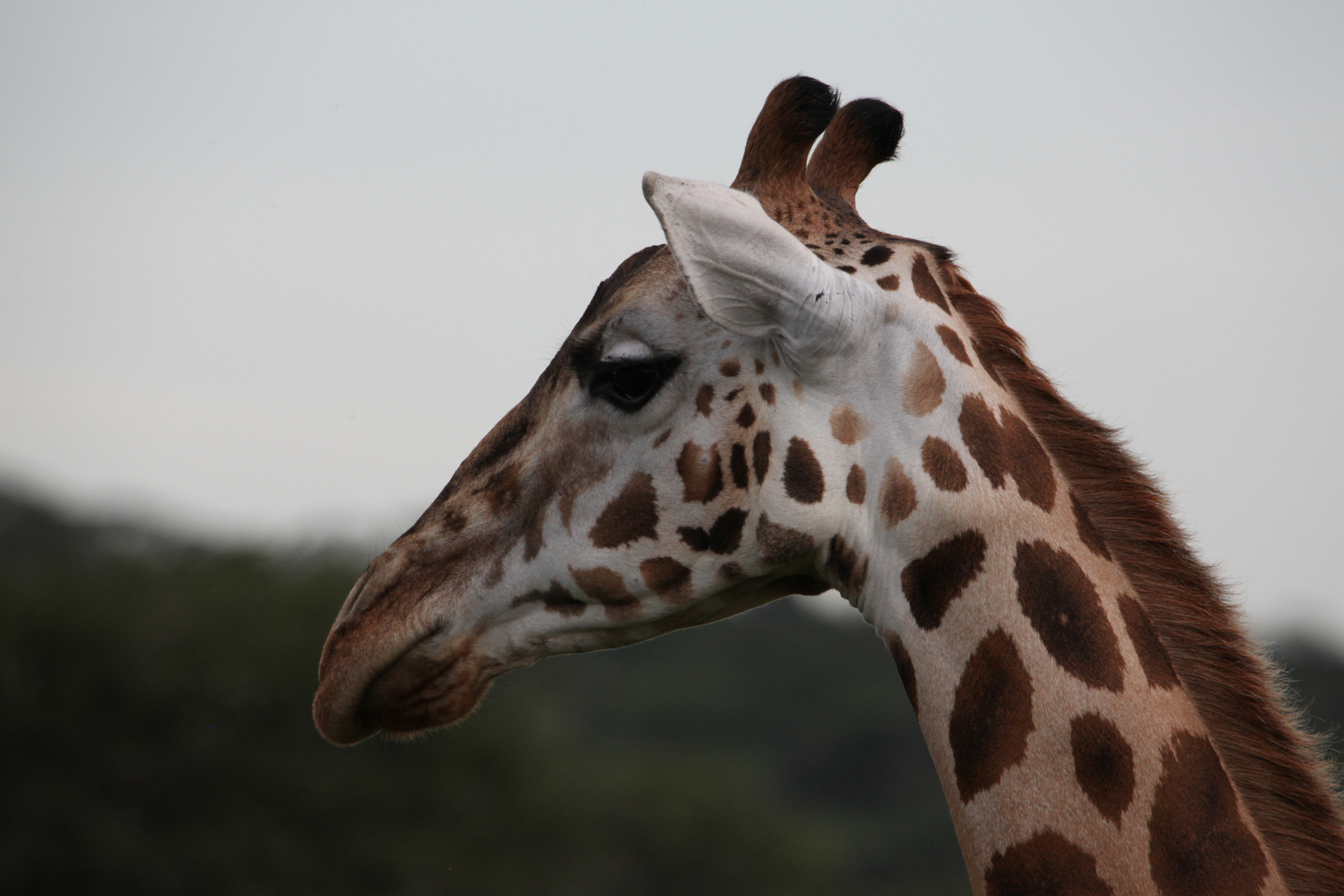Lake Mburo National Park: Rothschildgiraffe (Giraffa Camelopardalis Rothschildi)