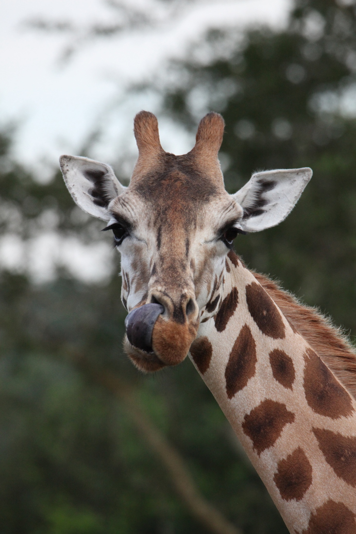 Murchison Falls National Park: Rothschildgiraffe (Giraffa Camelopardalis Rothschildi)