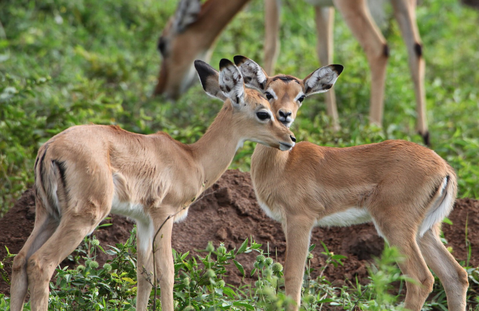 Lake Mburo National Park: Impala (Aepyceros Melampus)