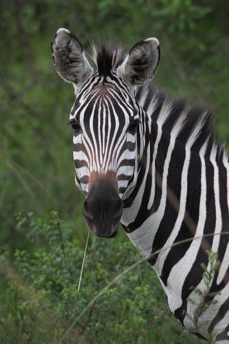 Lake Mburo National Park: Zebra (Equus Quagga)