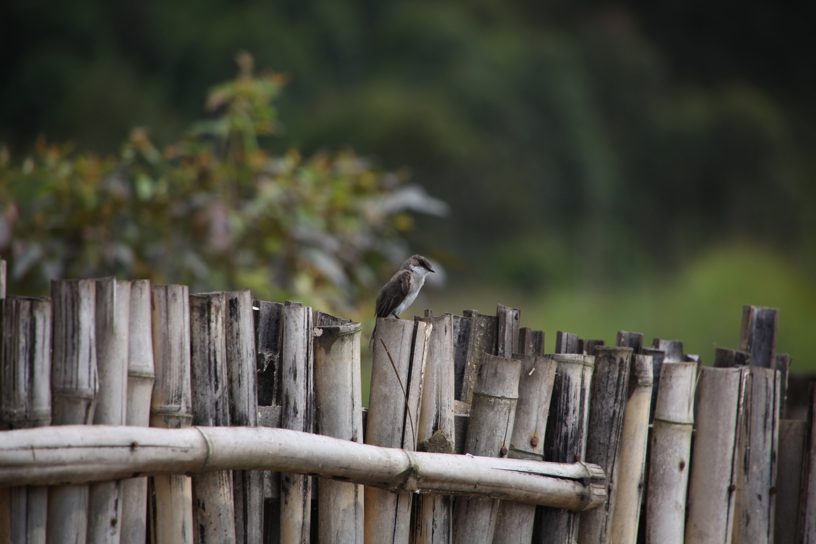 Kaapse Vliegenvanger (Muscicapa Adusta)