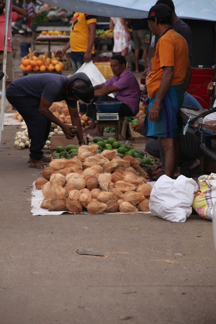 Negombo: Kokosnoten