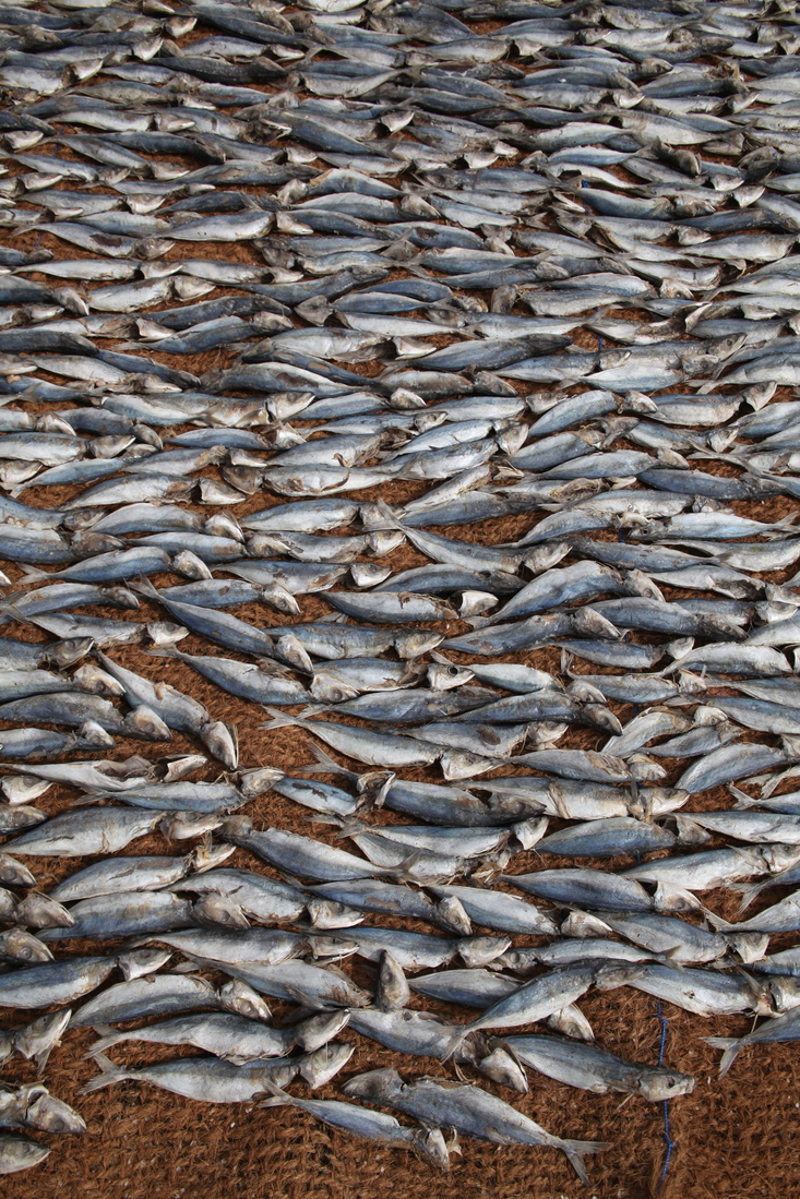 Negombo: Het drogen van de vis