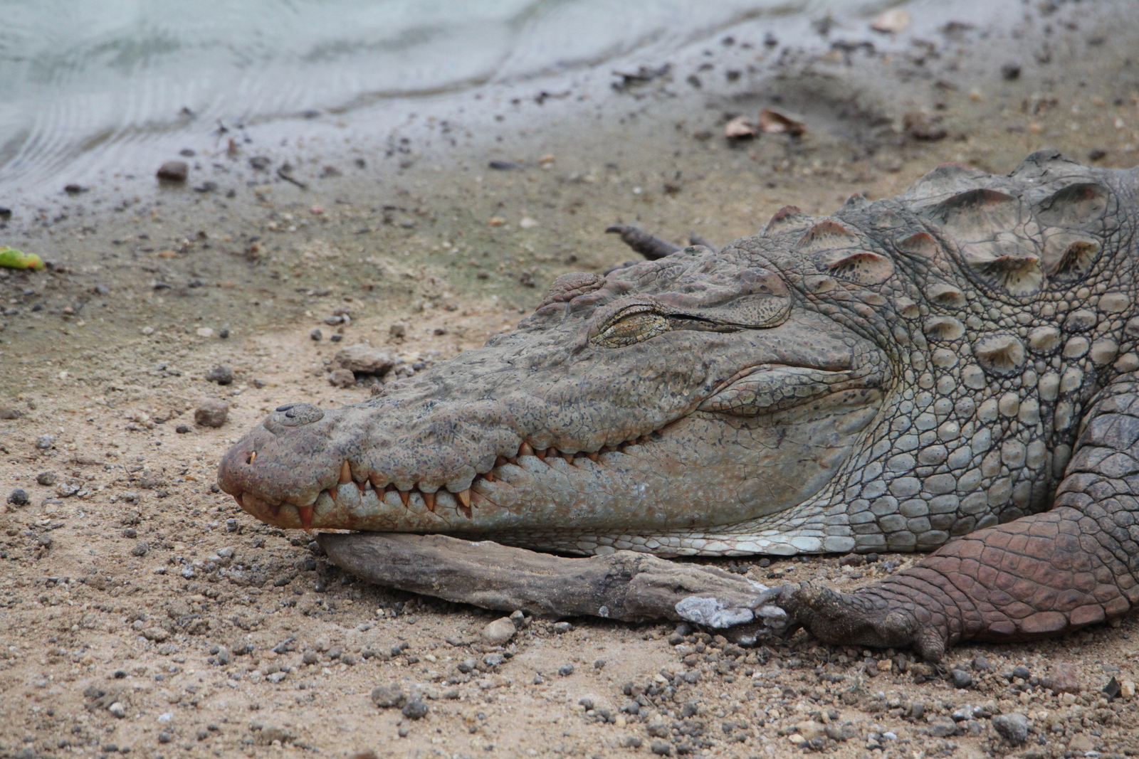 Yala N.P. : Moeraskrokodil (Crocodylus Palustris)