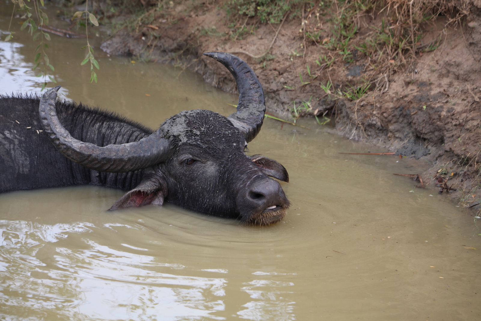 Yala N.P. : Waterbuffel (Babalus Arnee Babalis)