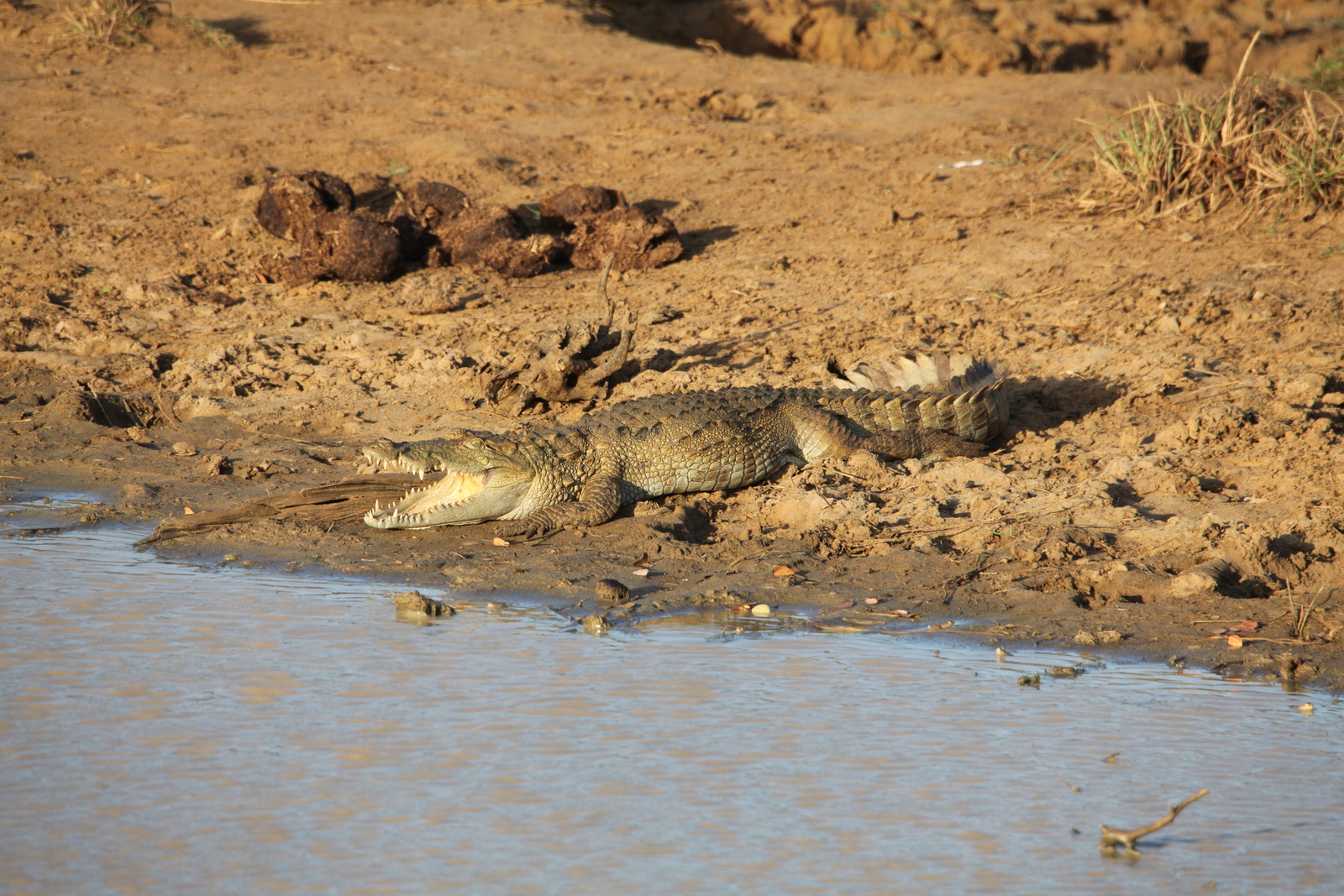 Uduwaluwe N.P. : Moeraskrokodil (Crocodylus Palustris)