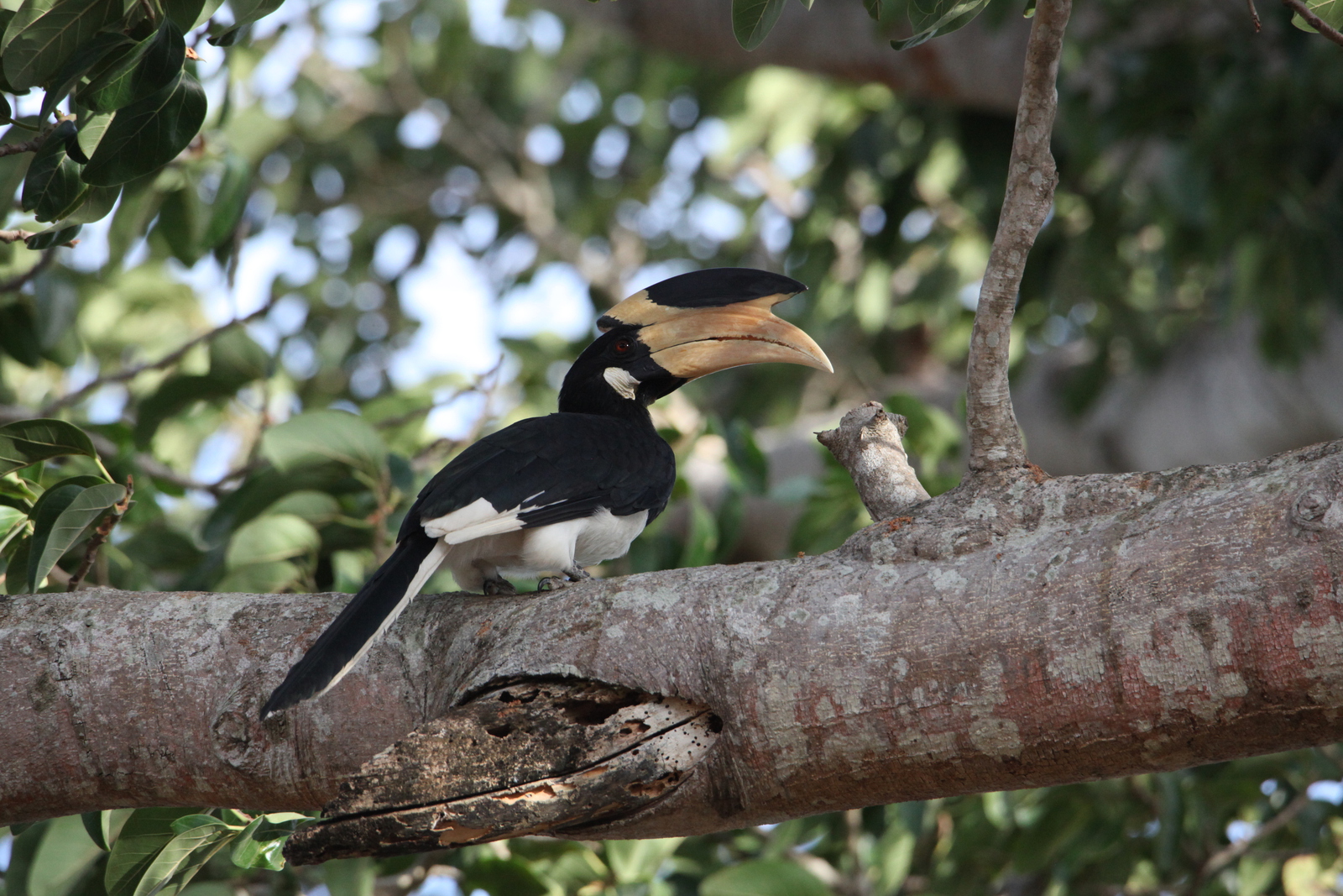 Uduwaluwe N.P. : Malabarneushoornvogel (Anthoracocerus Coronatus)